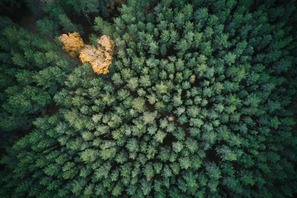 Aerial Shot Green Pine Forests Yellow Foliage Groves Beautiful Texture — Stock Photo, Image