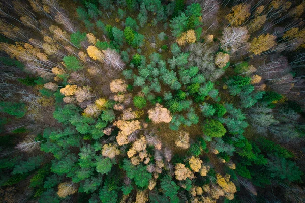 Oberhalb Luftaufnahme Grüner Kiefernwälder Und Gelber Laubwälder Mit Schöner Textur — Stockfoto