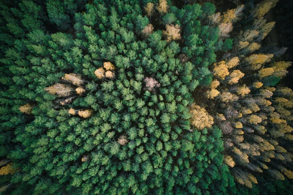 Acima Tiro Aéreo Florestas Pinheiros Verdes Bosques Folhagem Amarelos Com — Fotografia de Stock