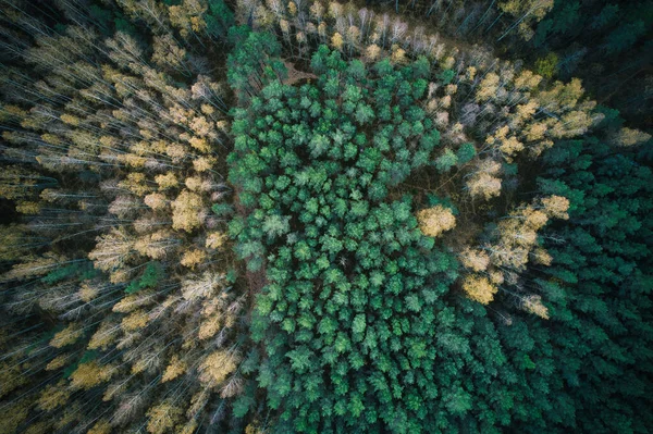 Boven Luchtfoto Van Groene Dennenbossen Gele Loofbomen Met Prachtige Textuur — Stockfoto