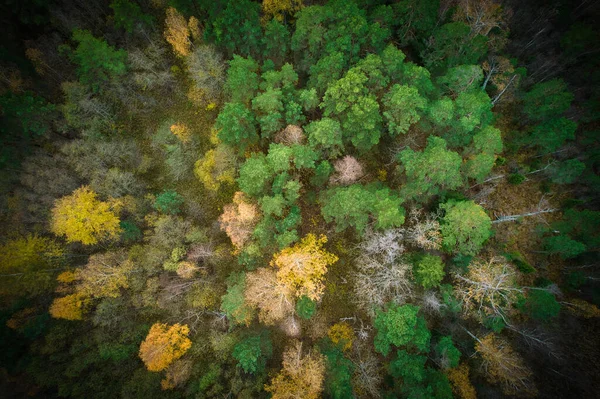 Arriba Plano Aéreo Bosques Pinos Verdes Follajes Amarillos Con Hermosa —  Fotos de Stock