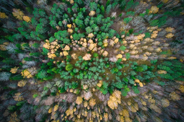 소나무 과노란 공중에서 위에는 아름다운 황금빛 나무의 숲들이 아름다운 저녁에 — 스톡 사진