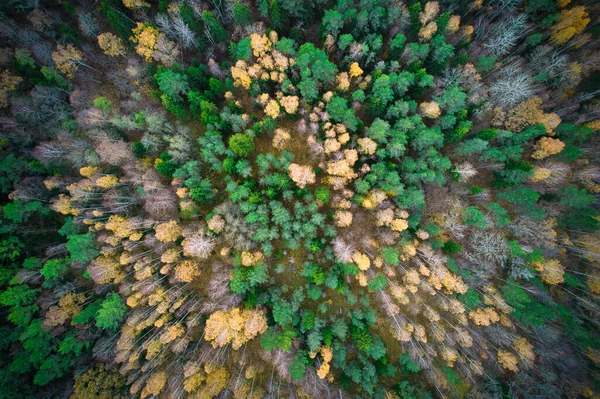 Oberhalb Luftaufnahme Grüner Kiefernwälder Und Gelber Laubwälder Mit Schöner Textur — Stockfoto