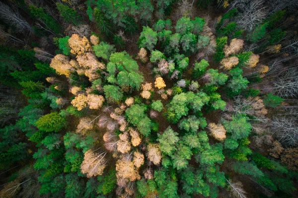 Nad Vzdušným Záběrem Zelených Borových Lesů Žlutých Listových Hájů Krásnou — Stock fotografie