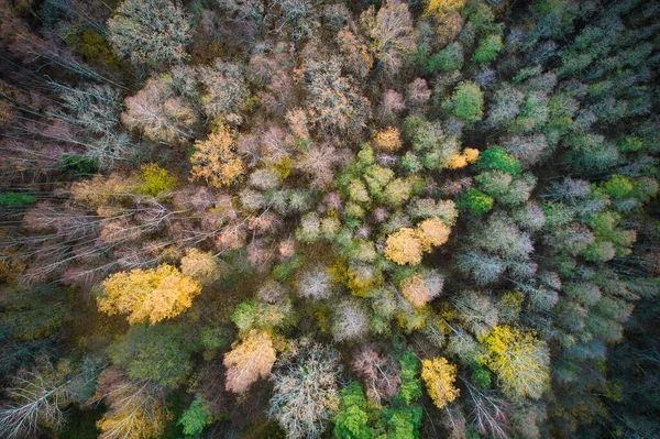 Boven Luchtfoto Van Groene Dennenbossen Gele Loofbomen Met Prachtige Textuur — Stockfoto