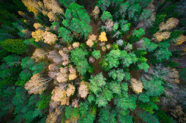 緑の松林と黄金の木の美しいテクスチャと黄色の葉の森の空中ショットの上に 夕方には美しい秋の季節の風景 黄金時代の紅葉の山 — ストック写真