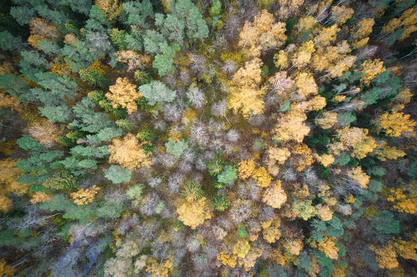 Yeşil Çam Ormanlarının Altın Ağaçların Güzel Dokusuna Sahip Sarı Yaprakların — Stok fotoğraf