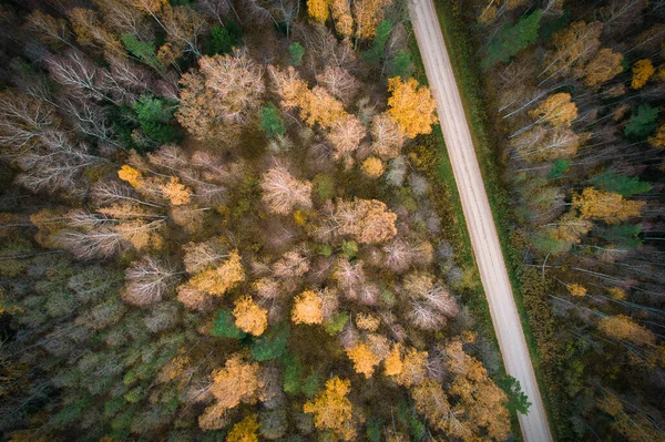 在多云的雨天里 从穿过苍翠的松树和桦树林的田园诗般的乡间道路上俯瞰空中全景 — 图库照片