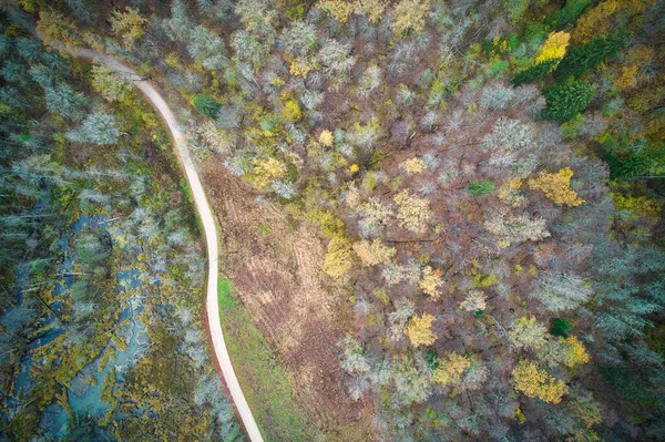 Вид Воздуха Беспилотника Идиллической Сельской Дороги Ведущей Через Галантные Сосновые — стоковое фото