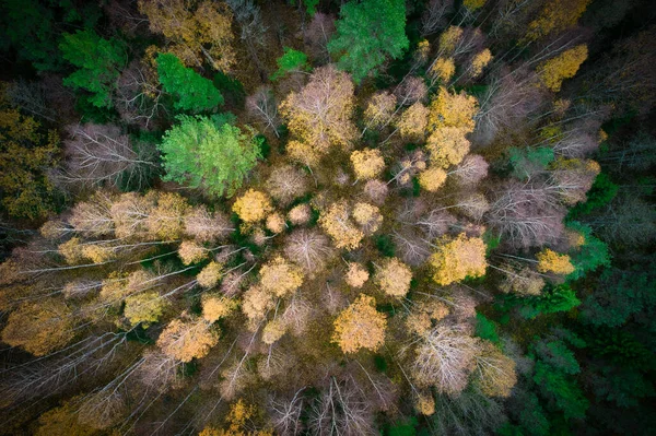 Yeşil Çam Ormanlarının Altın Ağaçların Güzel Dokusuna Sahip Sarı Yaprakların — Stok fotoğraf
