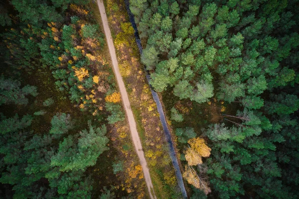Вид Воздуха Беспилотника Идиллической Сельской Дороги Ведущей Через Галантные Сосновые — стоковое фото