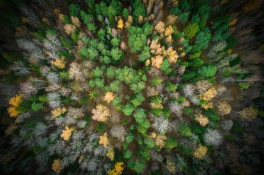 Yeşil çam ormanlarının ve altın ağaçların güzel dokusuna sahip sarı yaprakların üzerinde. Akşamları güzel sonbahar manzarası. Dağlar sonbahar renklerinde altın çağda