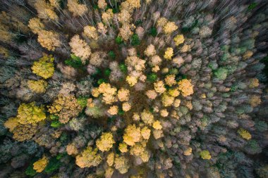 Yeşil çam ormanlarının ve altın ağaçların güzel dokusuna sahip sarı yaprakların üzerinde. Akşamları güzel sonbahar manzarası. Dağlar sonbahar renklerinde altın çağda