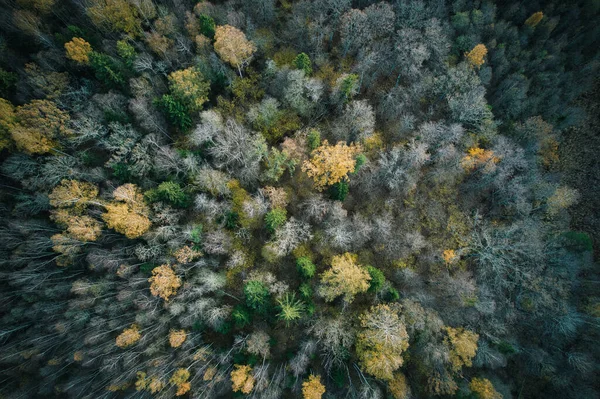 Aerial Shot Green Pine Forests Yellow Foliage Groves Beautiful Texture — Stock Photo, Image