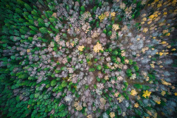 在空中拍摄的绿色松树林和黄色叶林的上方 金黄色树梢的质感优美 美丽的秋天黄昏风景 秋天的山色在黄金时期 — 图库照片