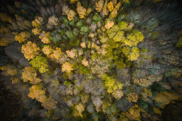 Acima Tiro Aéreo Florestas Pinheiros Verdes Bosques Folhagem Amarelos Com — Fotografia de Stock