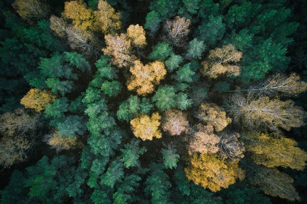 Vue Aérienne Forêts Pins Verts Feuillages Jaunes Avec Une Belle — Photo