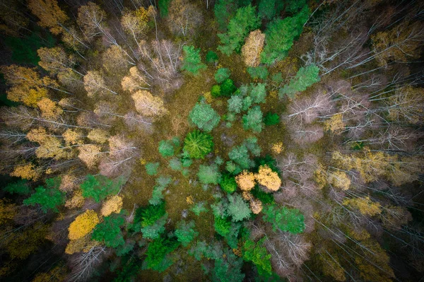 緑の松林と黄金の木の美しいテクスチャと黄色の葉の森の空中ショットの上に 夕方には美しい秋の季節の風景 黄金時代の紅葉の山 — ストック写真