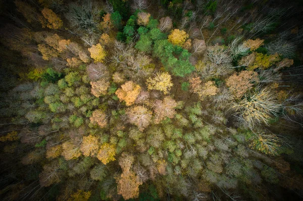 在空中拍摄的绿色松树林和黄色叶林的上方 金黄色树梢的质感优美 美丽的秋天黄昏风景 秋天的山色在黄金时期 — 图库照片