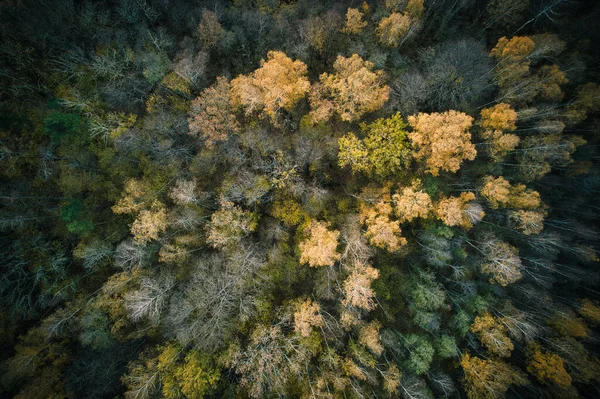 Fent Légi Felvétel Zöld Fenyőerdők Sárga Lombozat Ligetek Gyönyörű Textúrájú — Stock Fotó