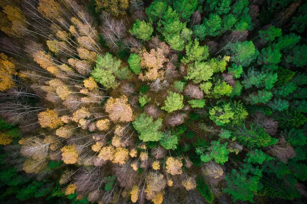 Acima Tiro Aéreo Florestas Pinheiros Verdes Bosques Folhagem Amarelos Com — Fotografia de Stock