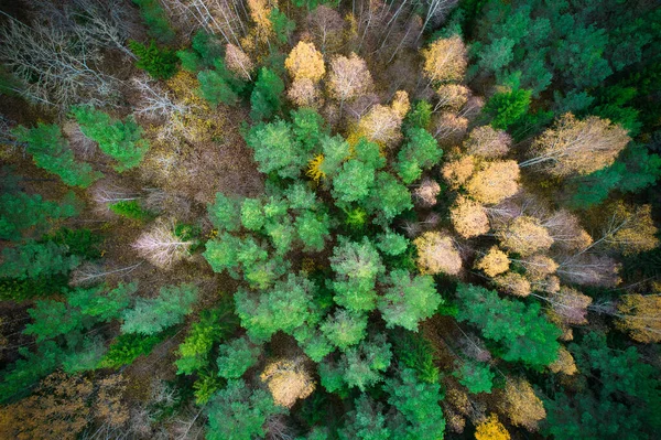Vue Aérienne Forêts Pins Verts Feuillages Jaunes Avec Une Belle — Photo