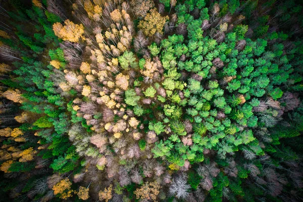 Acima Tiro Aéreo Florestas Pinheiros Verdes Bosques Folhagem Amarelos Com — Fotografia de Stock