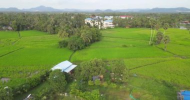 Yeşil pirinç tarlasının havadan insansız hava aracı görüntüsü.  