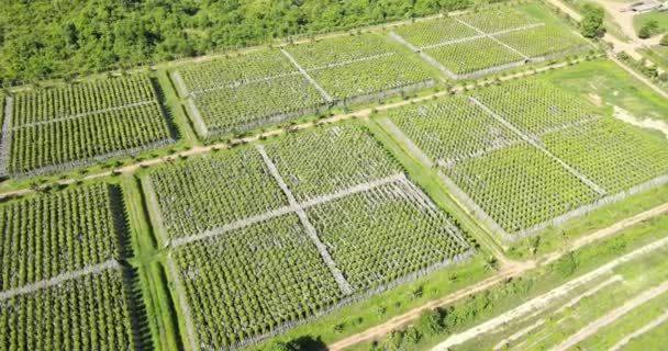 Aerial Turning Orbit Shot Pepper Plants Organic Field — Stockvideo