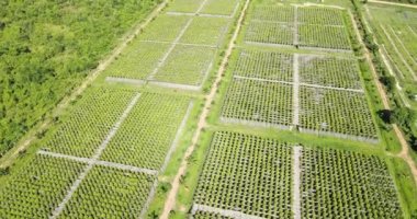 Aerial turning orbit shot around the pepper plants in organic field