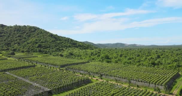 Aerial Panning Shot Reveals Pepper Plants Organic Field Mountain Background — Stock videók