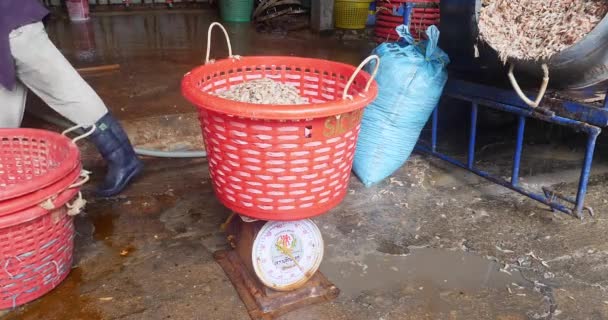 Sihanoukville Kambodža 2023 Pracovník Vážící Čerstvé Krevety Naplněné Obrovského Plastového — Stock video