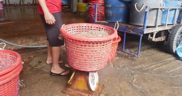 Sihanoukville Camboya 2023 Trabajador Que Pesa Camarones Frescos Enorme Cesta — Vídeos de Stock