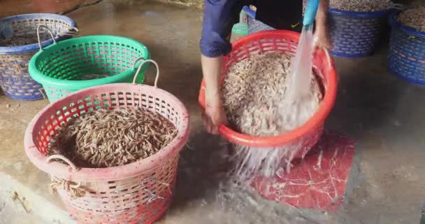 Nahaufnahme Eines Arbeiters Der Garnelen Mit Kaltem Wasser Wäscht — Stockvideo