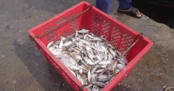 Κλείσιμο Ενός Ψαρά Φόρτωση Ψάρια Στο Πλαστικό Κιβώτιο Στην Προκυμαία — Αρχείο Βίντεο