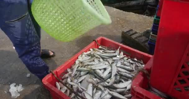 Zblízka Rybářů Nakládajících Ryby Plastových Beden Nábřeží — Stock video