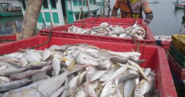 Sihanoukville, Kamboçya - 05.10.2023; karavandaki plastik sandığa balık yükleyen bir balıkçıya yakın çekim 