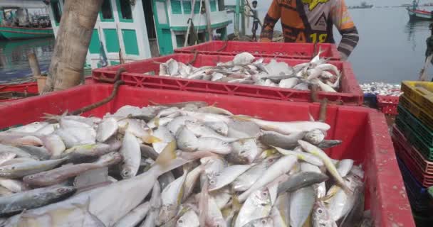 Sihanoukville Kambodża 2023 Zbliżenie Rybaka Ładującego Ryby Plastikowej Skrzyni Przyczepy — Wideo stockowe