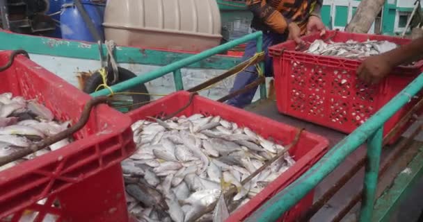 バイクのトレーラーの中に魚で満たされたプラスチック製の箱を積み込んでいる漁師の終わり — ストック動画
