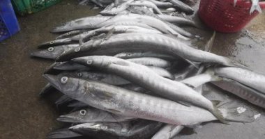 Deniz turnabalığı balığını yere yakın tut.