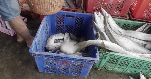 Крупним Планом Рибалка Сортує Морську Щуку Розміром Завантажує Пластиковий Ящик — стокове відео