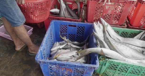 Close Fisher Sorting Sea Pike Fish According Size Loading Plastic — Stok Video