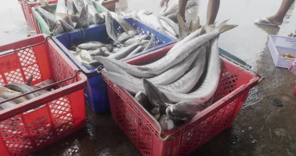 Рибалка Сортує Морську Щуку Розміром Завантажує Пластиковий Ящик — стокове відео