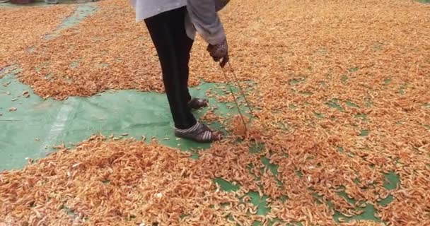 Gros Plan Une Femme Étalant Des Crevettes Fumées Sur Une — Video