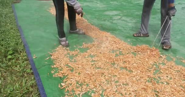 Close Women Spreading Out Smoked Shrimps Tarpaulin Sun Dry Several — Stock Video