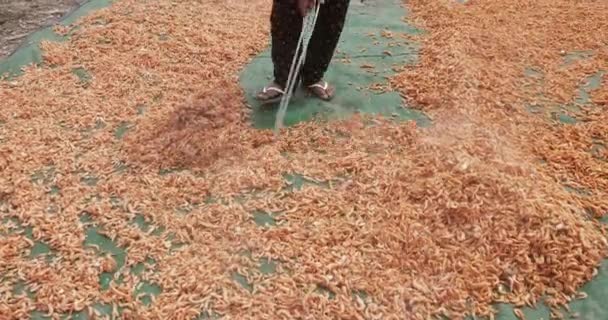 Close Woman Spreading Out Smoked Shrimps Tarpaulin Sun Dry Several — Stock Video