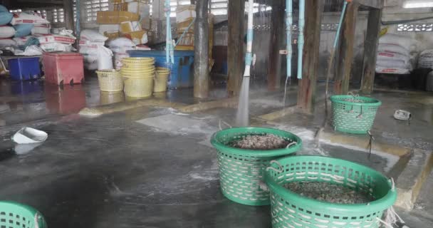 Paniers Plastique Remplis Crevettes Seront Nettoyage Eau Froide Avant Cuisson — Video