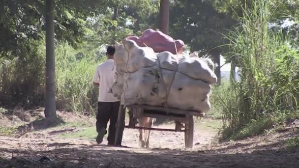 在乡间小路上看到一辆装有石榴袋的马车 — 图库视频影像