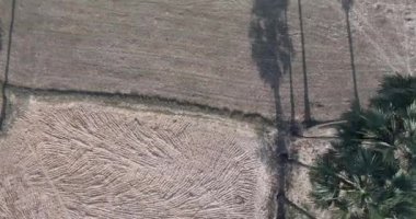 overhead drone shot of herds of cows walking through sugar palm trees fields at the end of the afternoon 