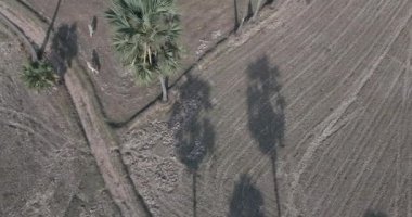 Aerial drone shot that reveals herds of cows walking through sugar palm trees fields